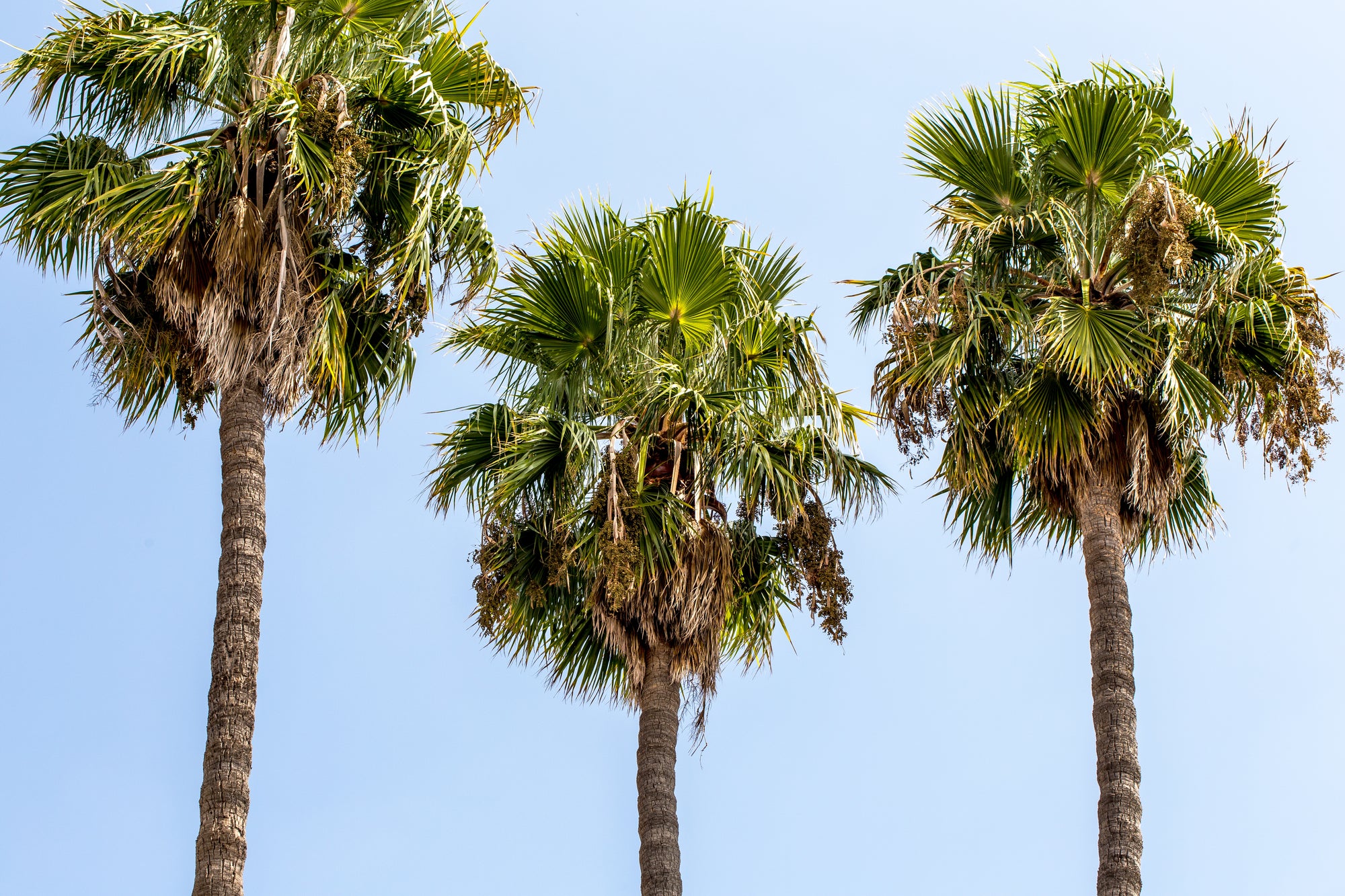 Photo of Palm Trees on a sunny day